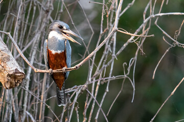 The ringed kingfisher (Megaceryle torquata)