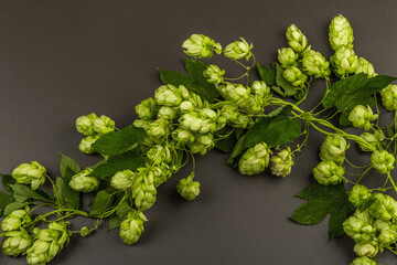 Green ripe hop cones for brewery and bakery background