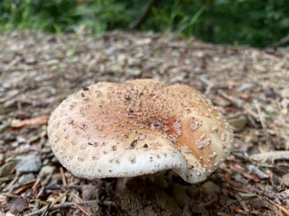 Panther cap (Amanita pantherina), False blusher, Panther amanita, Pantherpilz, Pantherwulstling, Krötenstuhl, Paddenstuhl, Krötenschwamm, Tannen-Pantherpilz, Sachsentod or Panther-Wulstling