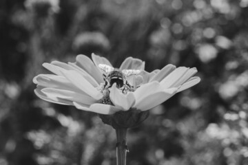 Abeja polinizando una flor sobre un jardín lleno de flores.