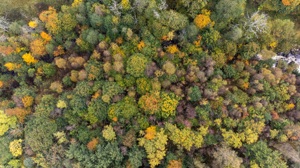 Magnificent view of coniferous and deciduous forest seen from above, aerial, bird's eye view. Autumn landscape, trees that begin to get autumn colors. Photography taken in Sweden in October.