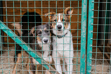 dog in a cage at a dog shelter