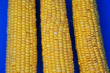Sweet, ripe corn ears. Background. Close up