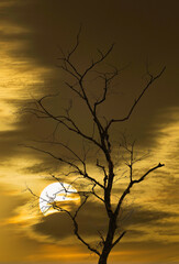 Kahler Baum bei Sonnenuntergang