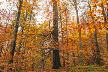 Fagus sylvatica beech tree with tanned colored autumnal foliage. Sonian Forest, Belgium