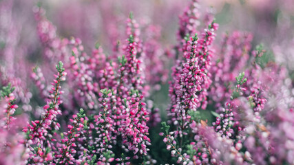 Blooming purple and pink heather flowers Calluna vulgaris close-up photography