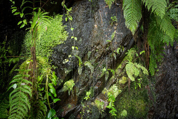Fototapeta premium water dripping from dark stones with moss in the forest at Serra da Lousa, Portugal