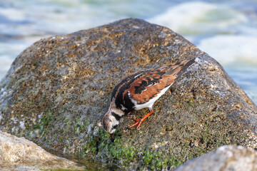 Ruddy Turnstone (Arenaria interpres) feeding on algae on a rock by the sea