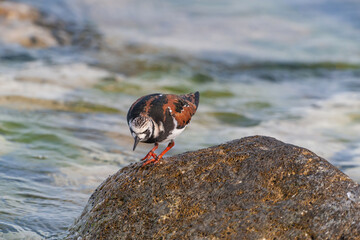 Ruddy Turnstone (Arenaria interpres) feeding on algae on a rock by the sea