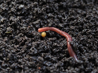Cocoon of compost worm vermicompost biohumus product