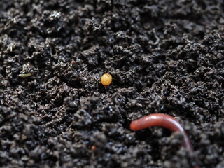 Cocoon of compost worm vermicompost biohumus product