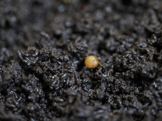 Cocoon of compost worm vermicompost biohumus product