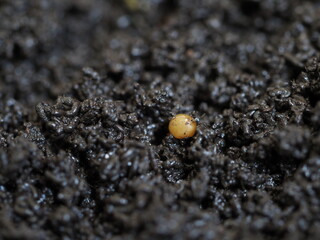 Cocoon of compost worm vermicompost biohumus product