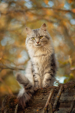 Photo of a beautiful fluffy cat in autumn.