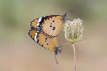 copulating plain tiger butterflies 