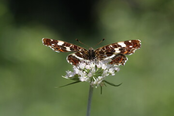 butterfly on a flower