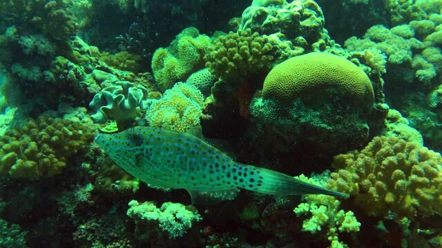 filefish
