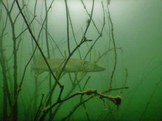 northern pike esox lucius underwater scuba diving encounter in Most lake czech republic freshwater...