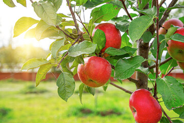 Apples are hanging on a tree in an apple orchard.