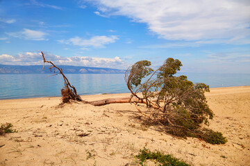 Obraz na płótnie Canvas A fallen pine tree on the sandy beach of Olkhon Island. The shore of Lake Baikal. Beautiful summer landscape.