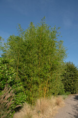 Fototapeta na wymiar Summer Sun on the Evergreen Showy Yellow Groove Bamboo Plant (Phyllostachys aureosulcata f. spectabilis) Growing in a Garden with a Bright Blue Sky Background in Rural Devon, England, UK