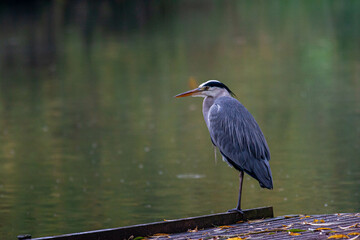 Grey Heron (Ardea cinerea) stood on fishing platform, with green water behind. Facing left.