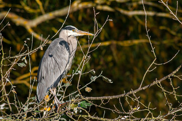 Grey Heron (Ardea cinerea) hidden in some loose branches. Facing right.