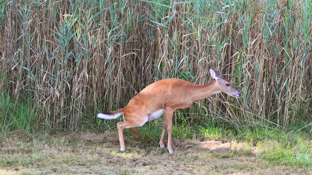 Urinating whitetail deer doe in Captain's Cove, Virginia, near coastal homes