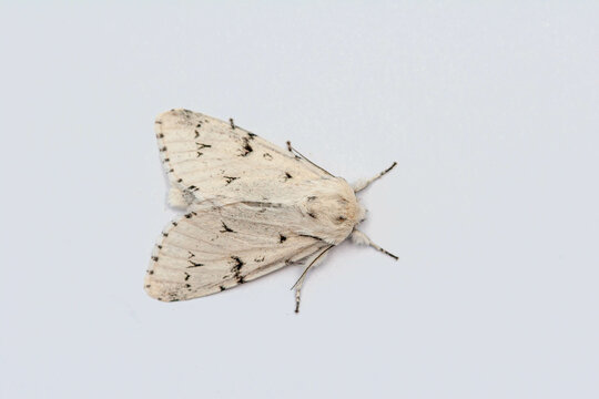 The Miller (Acronicta leporina) moth, very pale version, isolated on clean background