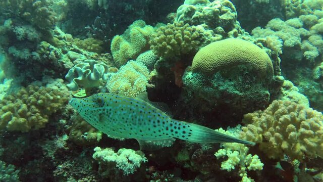 filefish