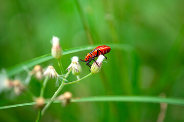 RED BUG or Unknown insect on small  flower  in Green blurred background