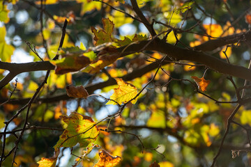 Autumn foliage in Berlin