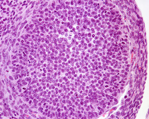 Mitosis. Ovarian follicle