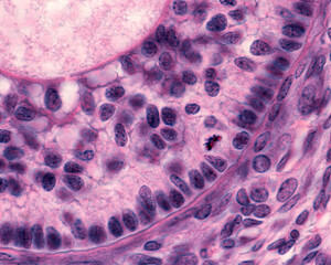 Mitosis. Ovarian follicle