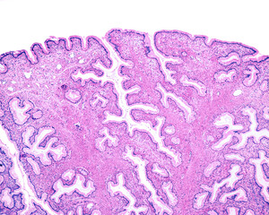 Human endocervix