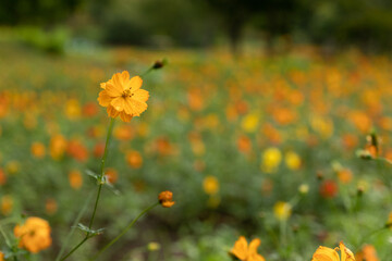 国営アルプスあづみの公園のコスモス畑