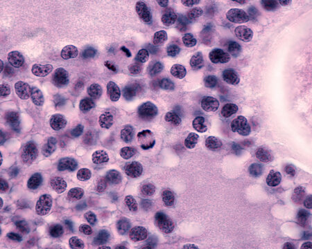 Granulosa Cells. Mitosis