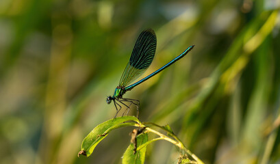 Closeup of dragonfly Calopteryx virgo. Wild dragon fly.