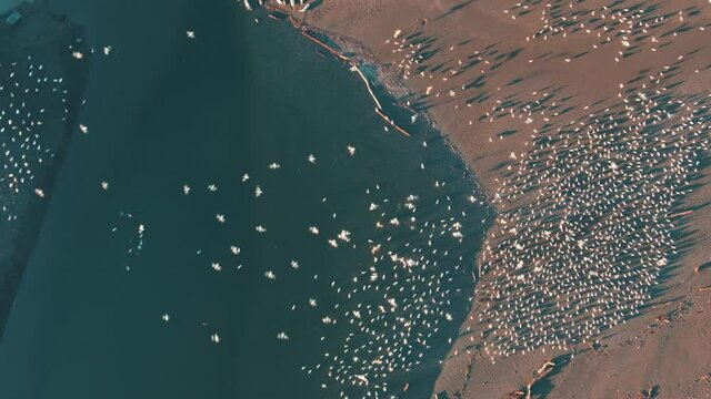 Aerial: Flock of seagulls and seals on Goat Rock Beach on the Mendocino Coastline. Jenner,  California, USA
