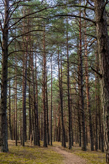 Vertical photo of small pathway covered with pine corns leads to forest between high pine tree trunks during spring day. Sunny and silent day at pine tree forest. 