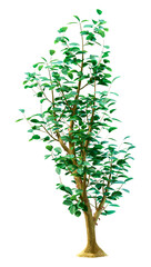 Obraz premium 3D Rendering Cacao Tree on White