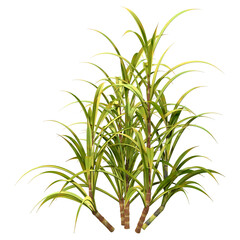 3D Rendering Sugercane Plant on White
