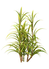 3D Rendering Sugercane Plants on White