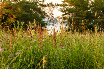 Low light at field of flowers near sea. Close up view to summer pasture vegetated by grasses, herbs, and flowers from laying position. Wildflowers growing in pasture near beach