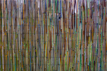 Fototapeta premium thin Bamboo trunks fence in the garden.