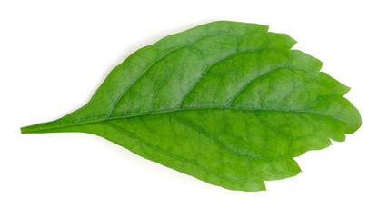 Obraz premium Top view green leaves on white background.