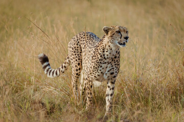Cheetah walking across the plains