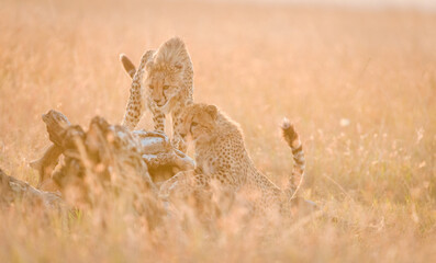 Obraz na płótnie Canvas Cheetahs in back light, Masai Mara, Kenya