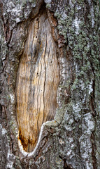 Fragment of birch trunk with injured bark as background