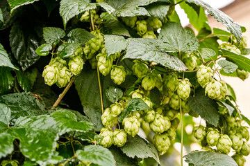 Bush with growing hops background